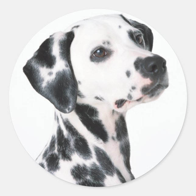 Sticker Rond Dalmatien (Devant)
