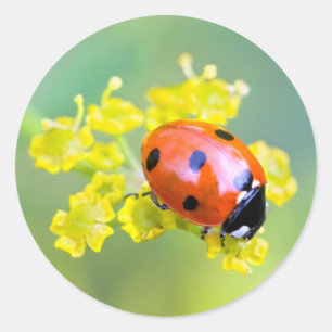 Sticker Rond dame sur le dessus