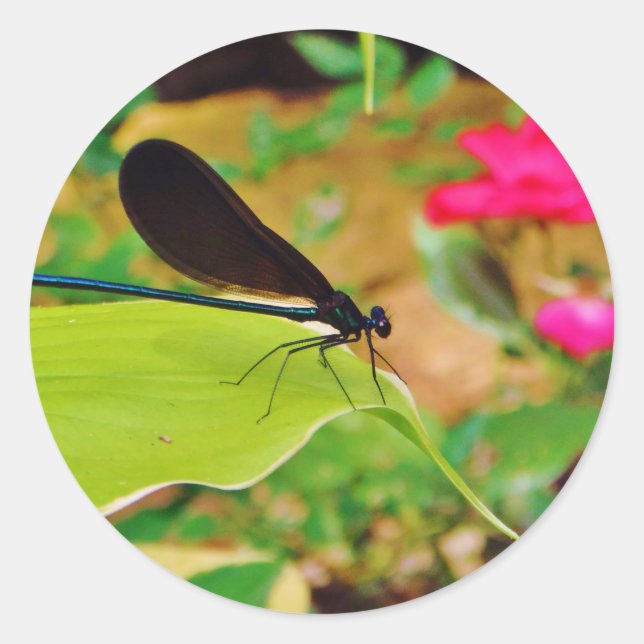 Sticker Rond Damselfly et Rose (Devant)