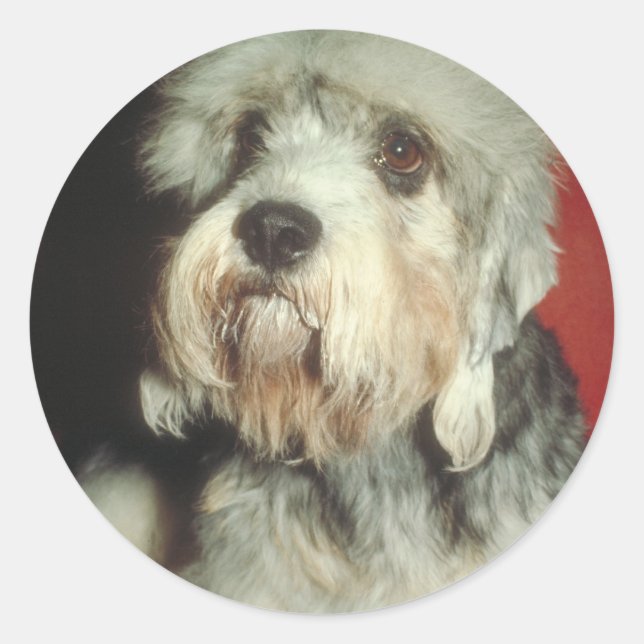 Sticker Rond Dandie Dinmont Terrier (Devant)