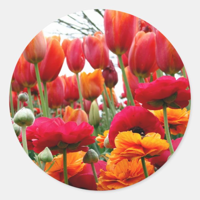 Sticker Rond Danse Tulip Poppy (Devant)