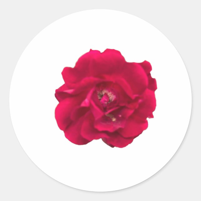 Sticker Rond Dark Red Rose (Devant)