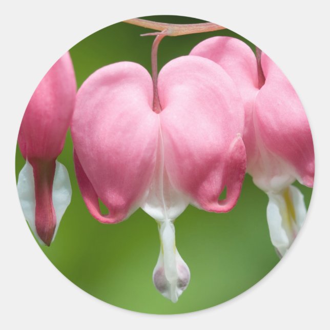 Sticker Rond daurade (Devant)