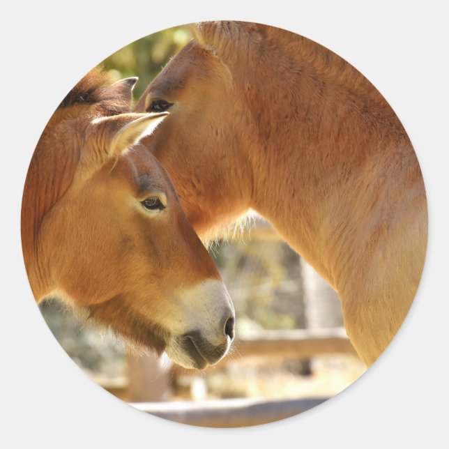 Sticker Rond De beaux chevaux (Devant)