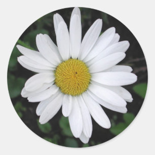 Sticker rond de marguerite de Betty