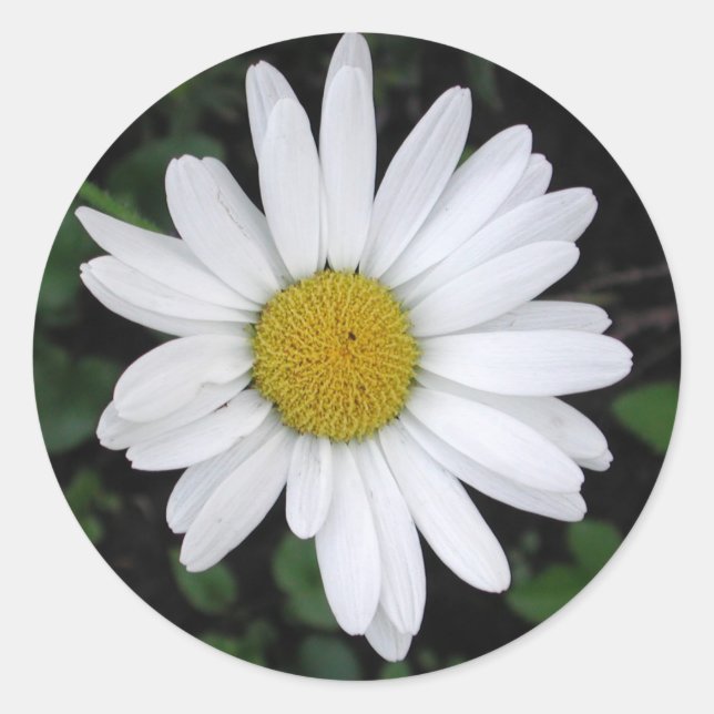 Sticker rond de marguerite de Betty (Devant)