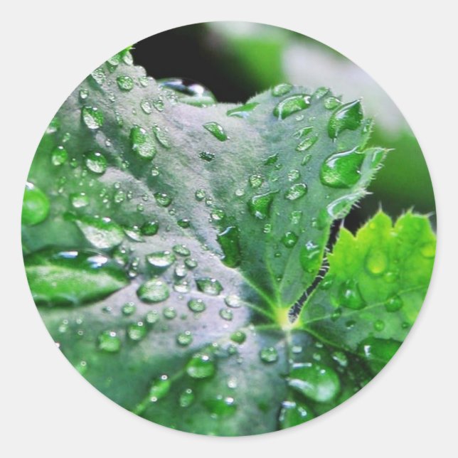 Sticker Rond Découpe gouttelettes d'eau (Devant)