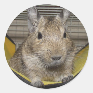 Sticker Rond Degu
