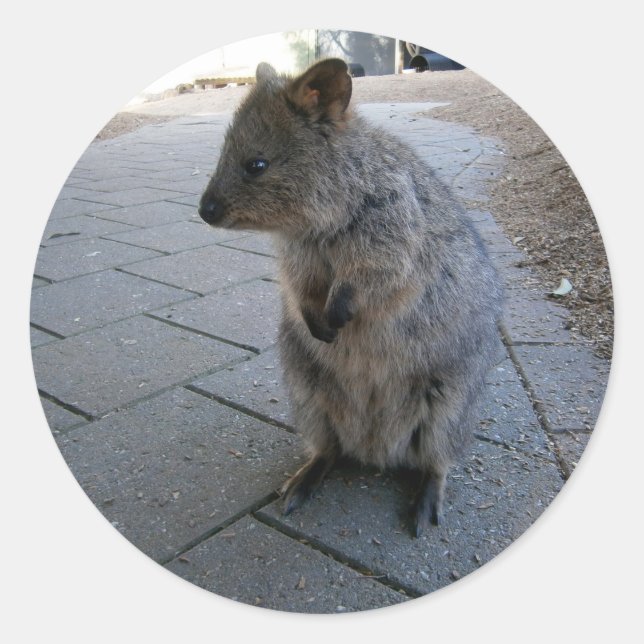 Sticker Rond "Des coups de bâton en Australie : une Quokka gris (Devant)