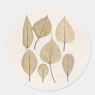 Sticker Rond Dessin botanique naturaliste vintage   Feuille 185