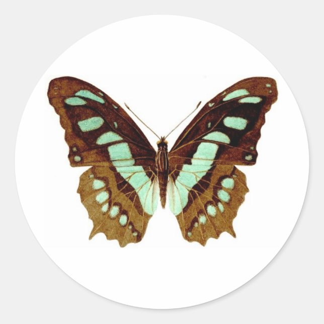 Sticker Rond Dessin de papillon Swallowtail (Devant)