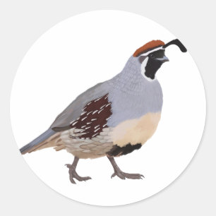 Sticker Rond Dessin Quail minimal mou