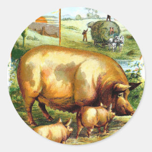 Sticker Rond Dessin vintage : Cochon Mère avec des porcelets