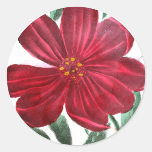 Sticker Rond Dessin vintage : Gloire du matin et pivoine