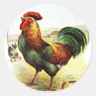 Sticker Rond Dessin vintage : Le coq