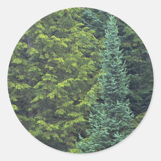 Sticker Rond Détail Abstrait de la forêt d'épinette et de sapin (Devant)
