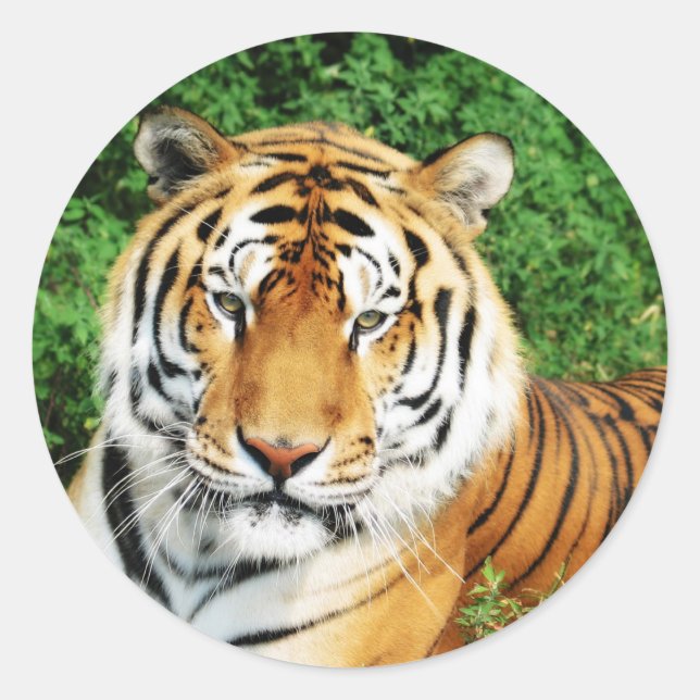 Sticker Rond Détente du tigre (Devant)