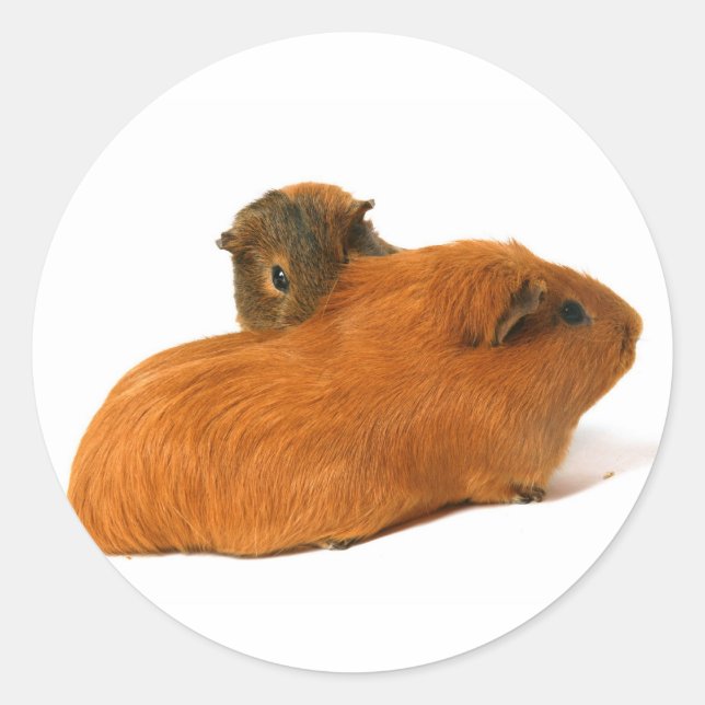 Sticker Rond deux beaux cobayes (Devant)