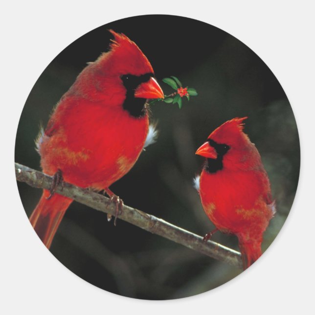 Sticker Rond Deux cardinaux fêtes de Noël (Devant)