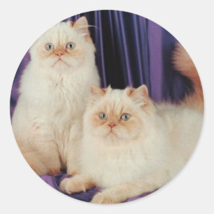 Sticker Rond Deux chats Poing