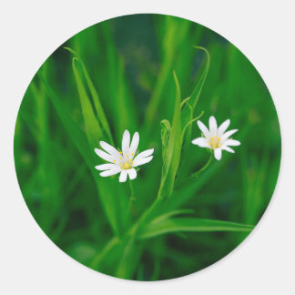 Sticker Rond deux fleurs blanches sur une prairie