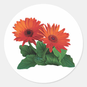 Sticker Rond Deux guirlandes de Gerbera orange