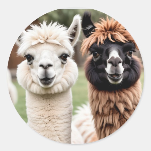 Sticker Rond Deux lamas (Devant)