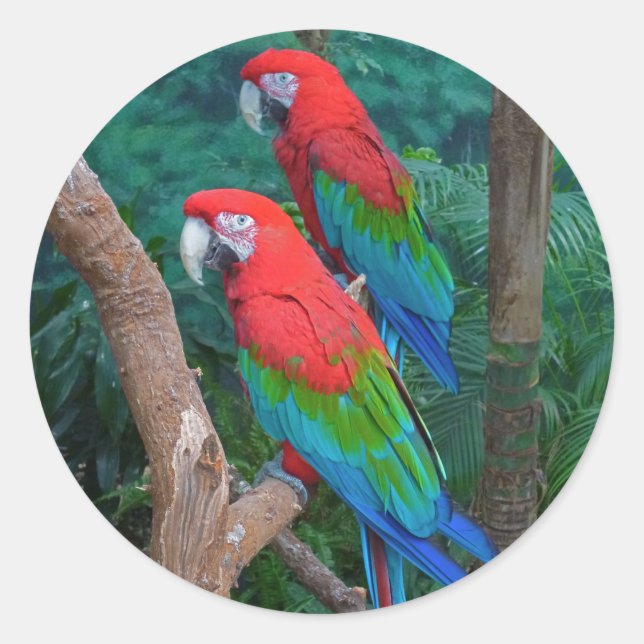 Sticker Rond Deux Macaws à ailes rouge et verte Ara Chloropteru (Devant)