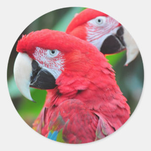 Sticker Rond Deux perroquets macaw colorés