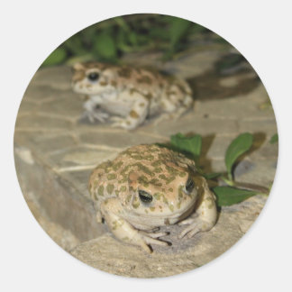Sticker Rond Deux petits crapauds - imprimé grenouille verte