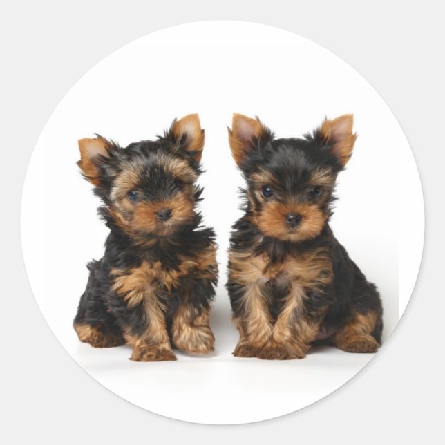 Sticker Rond Deux petits superbes (Devant)