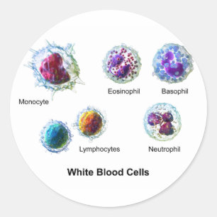 Sticker Rond Diagramme des cellules de sang blanc Leukocytes
