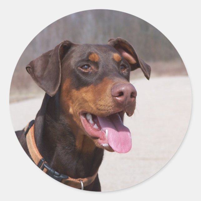 Sticker Rond Doberman (Devant)