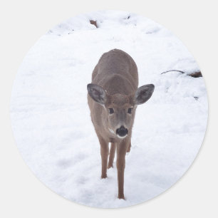 Sticker Rond Doe cerf dans la neige Montana Faune photographie