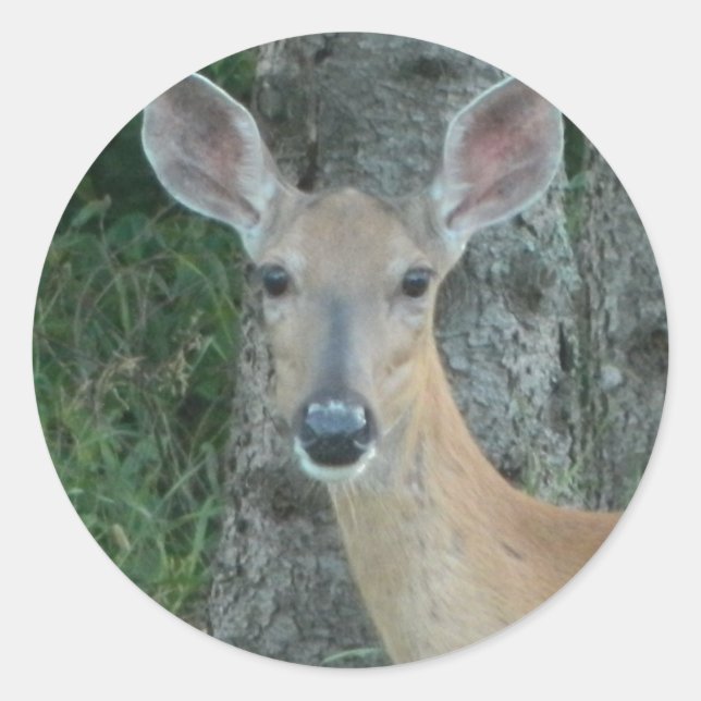 Sticker Rond Doe Eyes Beautiful Deer Whitetail Scrapbooking (Devant)