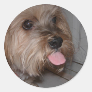 Sticker Rond Dog Licking Air