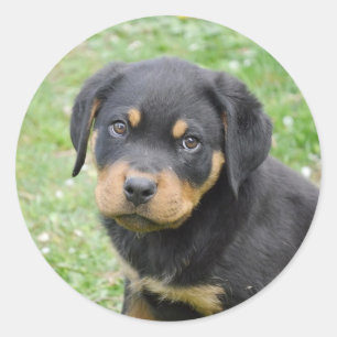 Sticker Rond Doggy McDogface Rottweiler Puppy