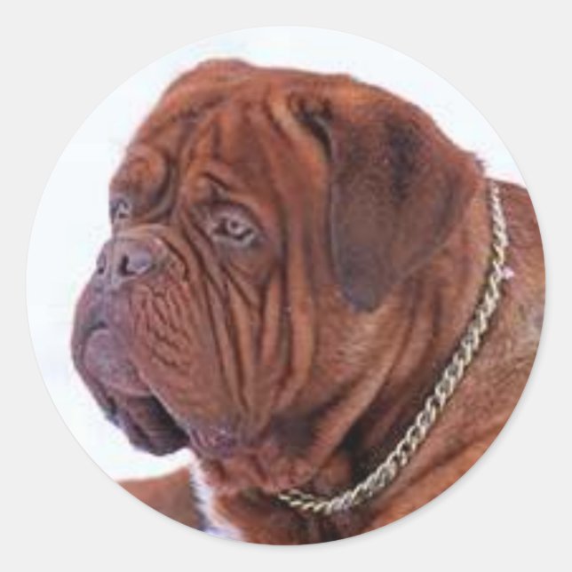 Sticker Rond Dogue De Bordeaux (Devant)