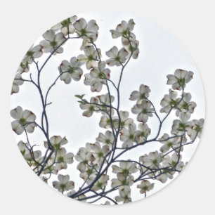Sticker Rond Dogwood à fleurs blanches