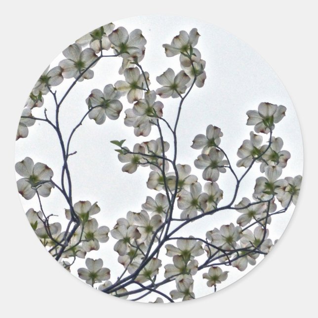 Sticker Rond Dogwood à fleurs blanches (Devant)