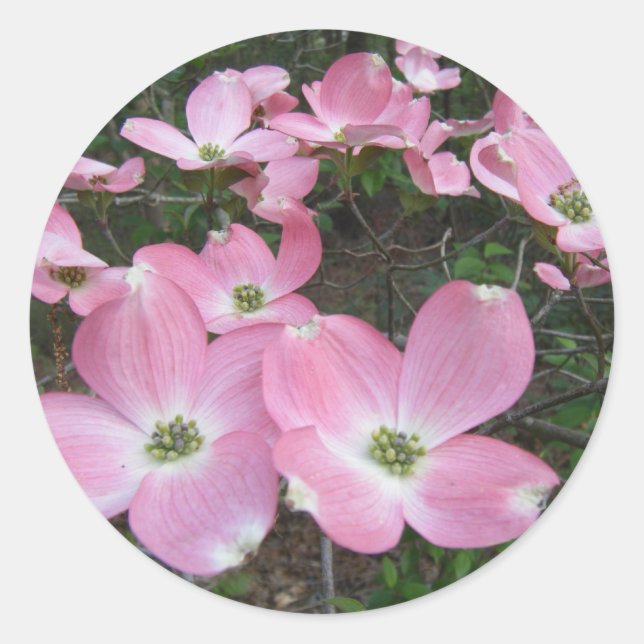 Sticker Rond Dogwood rose (Devant)
