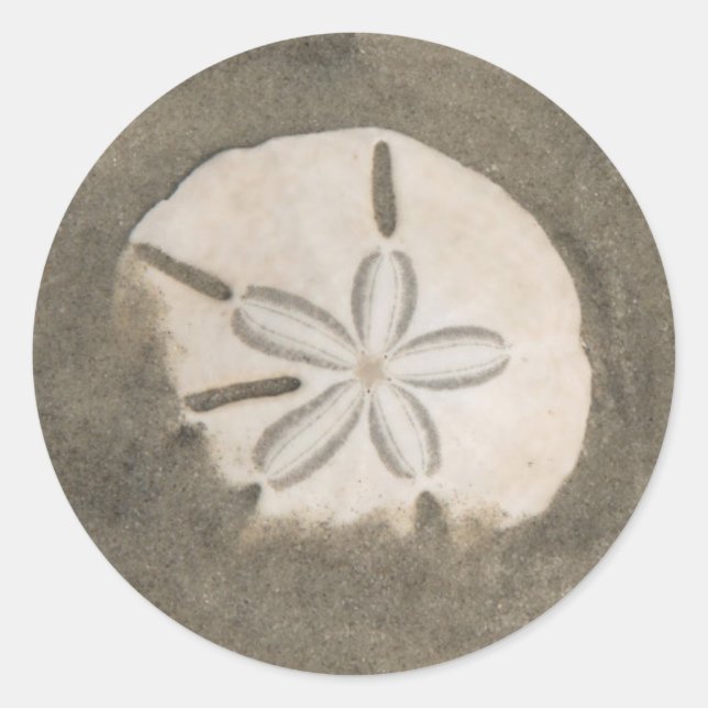 Sticker Rond Dollar de sable (Echinarachnius parma) (Devant)