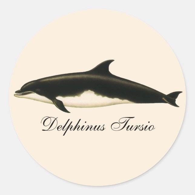 Sticker Rond Dolphins vintages Delphinus Tursio, Mammifères mar (Devant)