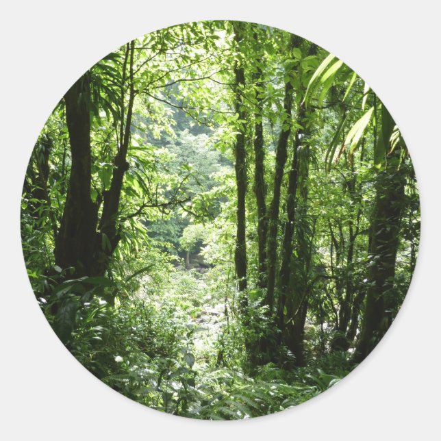 Sticker Rond Dominicain Forêt de pluie II Vert tropical (Devant)