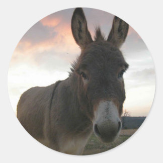 Sticker Rond Donkey Art
