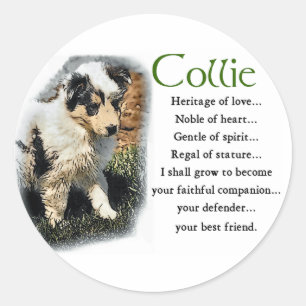Sticker Rond Dons Merle Rough Collie