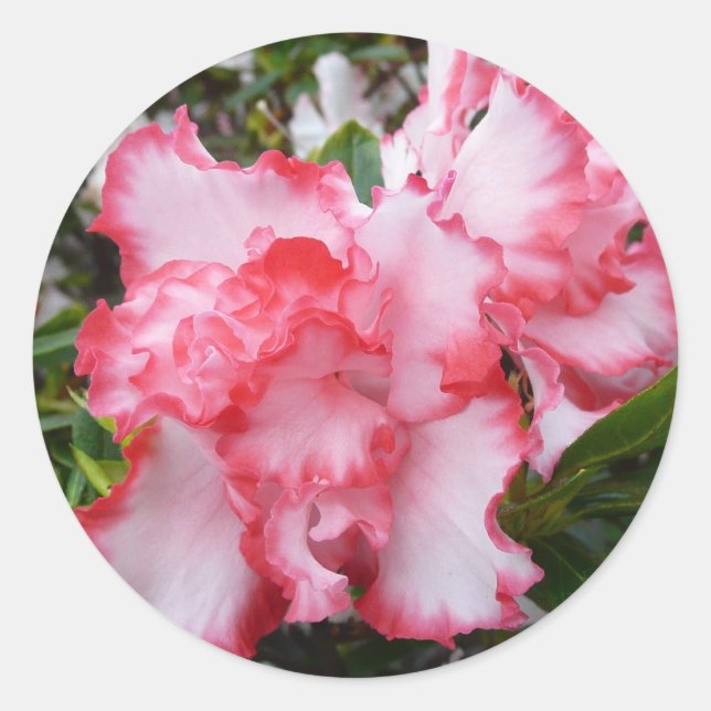 Sticker Rond Double rouge et blanc Azaleas printemps floral (Devant)