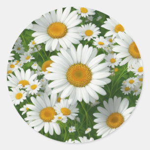 Sticker Rond Doux marguerite motif blanc fleurie verte