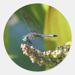Sticker Rond Dragonfly aux yeux turquoises
