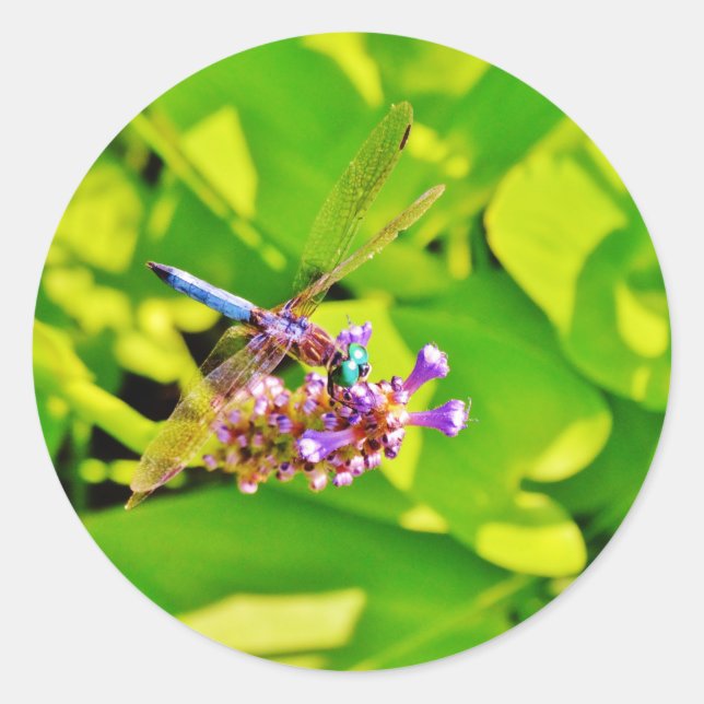 Sticker Rond Dragonfly de couleur arc-en-ciel sur une fleur ros (Devant)